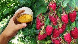 Лью это весной в малинник, ветки ломаются от крупных ягод