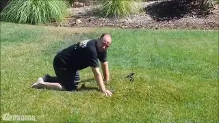 Popping Grass Bubbles Compilation