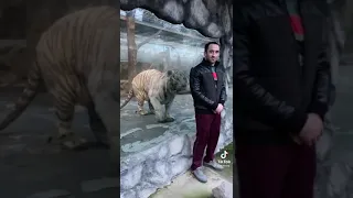 Тигр нападает со спины.