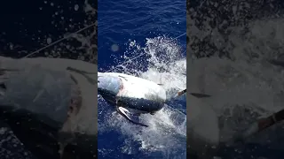 CRAZY MARLIN ON THE LEADER - CAPE VERDE, AFRICA