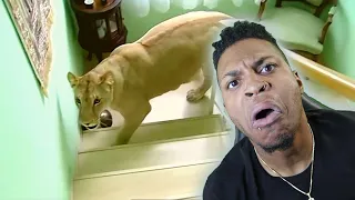 INSANE Animal Videos I Know You Have Never Seen!!!
