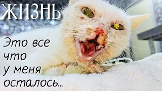 Кошка выживала в подвале / она умирала от голода /не могла есть из-за герпеса / help save the cat