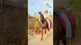 🦅🥰#karanaujla #likes #viralshortvideo #horsepower #horses #trendingshorts #subscriber