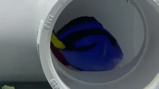 Blue Tang & Flame Hawkfish in QT Tank (Copper Power) (LiveAquaria)