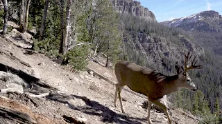 Yellowstone Elk Migration Trail: Amazing Camera Trap Highlights