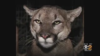 Woman Fights Off Mountain Lion To Save 5-Year-Old Son