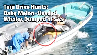 Melon-Headed Whales Slaughtered, Babies Dumped Out at Sea