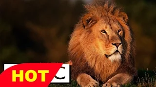 Amazing New Lions Documentary 2016   Documentary HD 720p