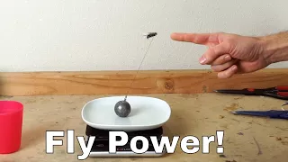 How Much Weight Can a Fly Actually Lift? Experiment—I Lassoed a Fly!