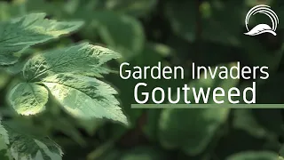 Garden Invaders - Goutweed