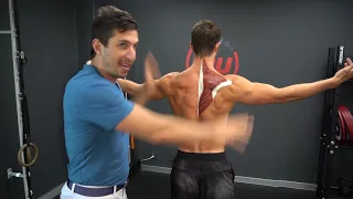 Proper Scapula and Trap Posture W/ Anatomy Art -MoveU