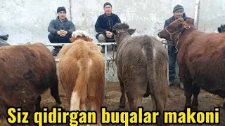 Shahidon mol bozori yosh boqma va semiz buqalar narhlari 27.02.2024yil