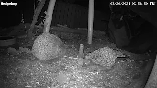 Hedgehog mating game 2603202 Durham UK.mp4