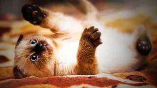 Funny Siamese Cats Playing 🐱😂 Cute Siamese Cats (Full) [Funny Pets]