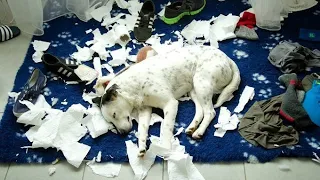 Dogs Who DESTROY! (A Compilation)
