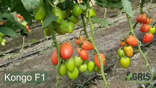 Kongo F1 - Cultura de tomate roz în jud. Galați, loc. Matca, la domnul Rață Mihai