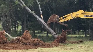 DAVID vs GOLIATH - EXCAVATOR CLEARING MASSIVE OAK TREES