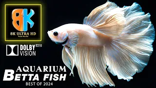 Betta Fish with Calm Relax Music | Super Colors in 8K HDR Aquarium ~ Best Dolby vision of 2024