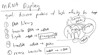 mRNA Display Introduction