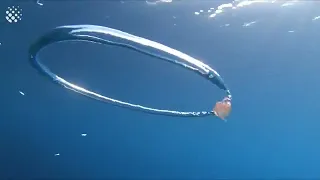 Jellyfish interstellar meme