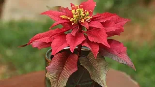 Learn how to make a red poinsettia sugar flower - Cake Tutorial