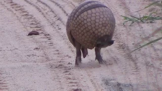 Tatu virando bola,  Armadillo  rolls into a ball - In the wild Brazil