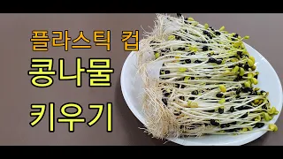 #플라스틱컵🅾️플라스틱 컵으로 콩나물 키우기 -1편 (1회용 빅사이즈 커피컵)[How to grow bean sprouts in disposable plastic cups]