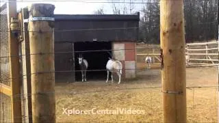 Wanyama Reserve walkthrough