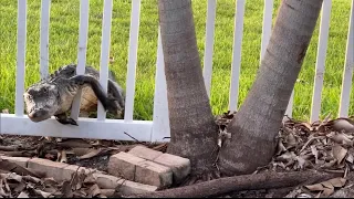 Massive Gator Squeezes Through Homeowner’s Fence