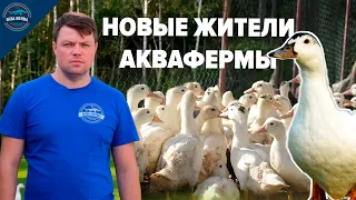 Разведение уток. Новый проект на АкваФерме.