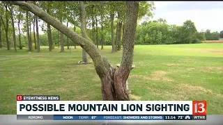 Possible mountain lion sighting