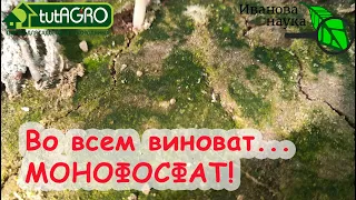 3 причины роста МХА на вашем участке. Одна из них - ОПАСНАЯ! Как избавиться от мха в огороде.