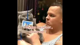 Кошачий язык