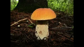 Вторая волна белых грибов. Часть 2. Продолжение грибного похода.
