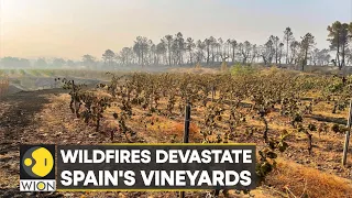 WION Climate Tracker | Record temperatures scorch Europe | Heat wave in Spain destroys crop