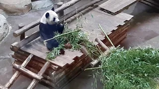 Cute panda eating bamboo in a zoo with Minecraft sounds