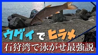 【ドラグが止まらん】石狩湾でウグイを泳がせてヒラメ狙ったら… in濃昼［北海道釣り］［泳がせ釣り］