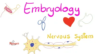 Embryology of the Nervous System | Development of CNS & PNS