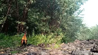 mikat ayam hutan sumatra