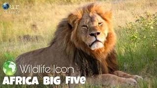 Lion pride 2021 - Africa Big Cat Documentary 2021 (English subtitles) - Our Climate .