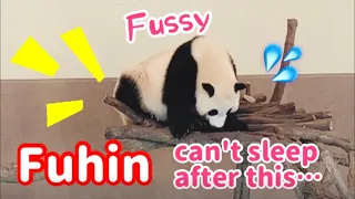 It's a panda, isn't it ❓She can't sleep... Fussy Fuuhin 🍁🤣 Adventure World 🐼 Japan 🌿 Panda ✨
