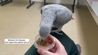 At the avian vet Apr2024 (full video)