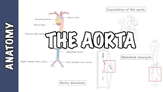 Clinical Anatomy - The Aorta, sections and branches (coarctation, dissection and aneurysm)