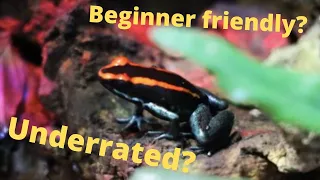 How to Care For Phyllobates vittatus - The Most Underrated Poison Dart Frog