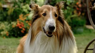 Lassie: A New Adventure | Trailer