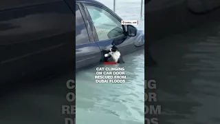 Cat clinching on car door rescued from Dubai floods