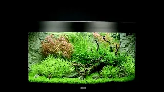 Juwel Aquarium Vision 180 Einrichtungsbeispiel / Tutorial