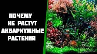 Почему не растут аквариумные растения. Что делать.