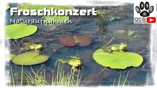 Was ist denn das? - Naturaufnahmen Froschkonzert | Wasserfrösche Balz Teichfrosch