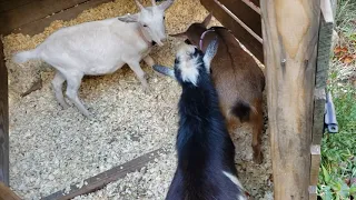Start of Goat Breeding Season October 2020
